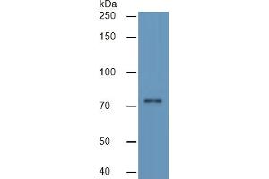 Mouse Capture antibody from the kit in WB with Positive Control: Human MCF7 Cells.