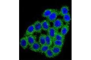 Image no. 1 for anti-Carboxypeptidase B1 (Tissue) (CPB1) (AA 16-45), (N-Term) antibody (ABIN951034)