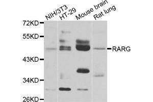 Image no. 2 for anti-Retinoic Acid Receptor, gamma (RARG) antibody (ABIN4904950)
