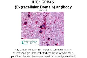 Image no. 1 for anti-G Protein-Coupled Receptor 45 (GPR45) (2nd Extracellular Domain) antibody (ABIN1735104)