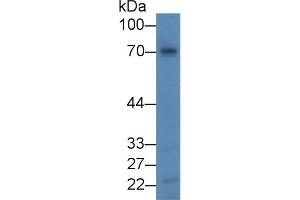 Afamin antibody  (AA 211-403)