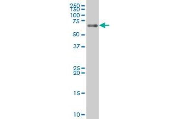 LZTS1 antibody  (AA 514-596)