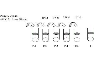 Image no. 3 for PTK2B Protein tyrosine Kinase 2 beta (PTK2B) ELISA Kit (ABIN1981726)