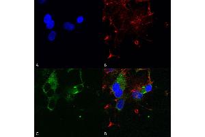 CACNA1D antibody  (AA 859-875) (HRP)