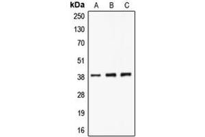 Western blot analysis of CLNS1A expression in A549 (A), K562 (B), Jurkat (C) whole cell lysates.