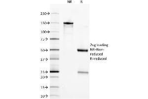 Image no. 6 for anti-Enolase 2 (Gamma, Neuronal) (ENO2) (AA 416-433) antibody (ABIN6939308)