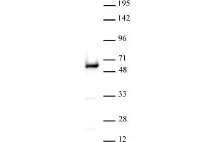 Image no. 4 for anti-YY1 Transcription Factor (YY1) (AA 249-414) antibody (ABIN6972917)