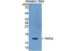 Image no. 1 for anti-Platelet-Derived Growth Factor C (PDGFC) (AA 235-345) antibody (ABIN1863026)