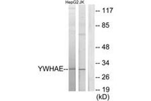 Image no. 1 for anti-14-3-3 epsilon (YWHAE) (AA 206-255) antibody (ABIN1534233)