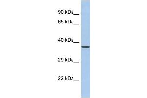 Image no. 1 for anti-Synaptotagmin IX (SYT9) (N-Term) antibody (ABIN2785341)