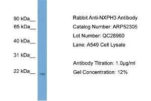 Image no. 1 for anti-Neurexophilin 3 (NXPH3) (N-Term) antibody (ABIN2784872)