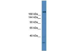Image no. 1 for anti-Ubiquitin Specific Peptidase 9, Y-Linked (USP9Y) (C-Term) antibody (ABIN2788028)