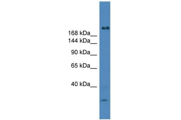 anti-Ubiquitin Specific Peptidase 9, Y-Linked (USP9Y) (C-Term) antibody