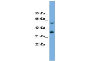 Image no. 1 for anti-Solute Carrier Family 7 (Amino Acid Transporter Light Chain, Y+L System), Member 7 (Slc7a7) (Middle Region) antibody (ABIN2781597)