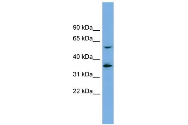 anti-Solute Carrier Family 7 (Amino Acid Transporter Light Chain, Y+L System), Member 7 (Slc7a7) (Middle Region) antibody