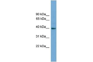 Image no. 2 for anti-Guanine Nucleotide Binding Protein (G Protein), alpha Inhibiting Activity Polypeptide 3 (GNAI3) (N-Term) antibody (ABIN2787873)