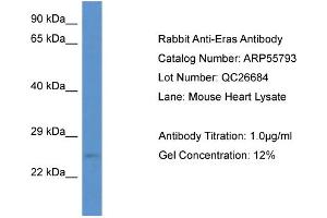 Image no. 1 for anti-ES cell expressed Ras (ERAS) (N-Term) antibody (ABIN2786372)