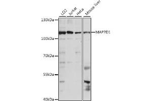 MAP7D1 antibody  (AA 200-460)