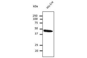 Image no. 1 for anti-CRE Recombinase (CRE) antibody (ABIN6254250)