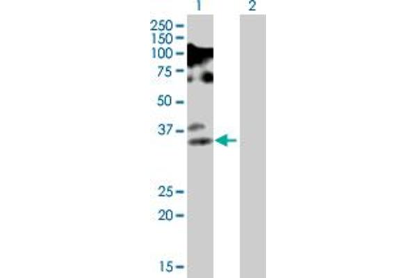 FRAT2 antibody  (AA 1-233)