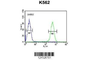 Image no. 3 for anti-Histone Deacetylase 2 (HDAC2) (AA 410-439) antibody (ABIN653718)