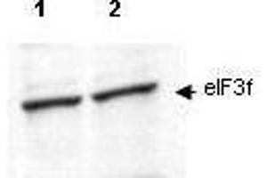 Western blot using  affinity purified anti-eIF3f antibody shows detection of endogenous eIF3f in lysates from both control HeLa cells (lane 1) and HeLa cells transformed with the kinase cdk11 (lane 2).