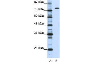 Image no. 1 for anti-Nucleolin (NCL) (C-Term) antibody (ABIN2778936)