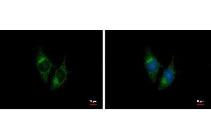 ICC/IF Image BNP antibody [N1C3] detects BNP protein at cytoplasm by immunofluorescent analysis.