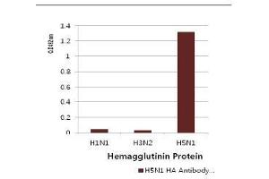 Influenza Hemagglutinin HA1 Chain antibody (Influenza A Virus H5N1) (AA 17-338)