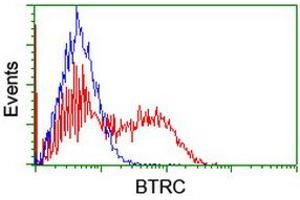 Image no. 2 for anti-beta-Transducin Repeat Containing (BTRC) (AA 52-354) antibody (ABIN1491576)
