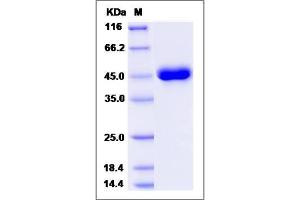 Image no. 1 for Regenerating Islet-Derived 1 beta (REG1B) (AA 1-166) protein (Fc Tag) (ABIN2009934)