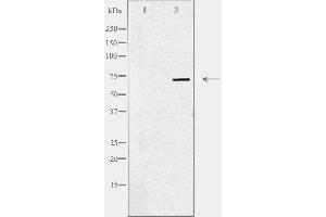 Image no. 2 for anti-Mitogen-Activated Protein Kinase Kinase Kinase 3 (MAP3K3) (N-Term) antibody (ABIN6258264)