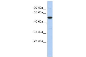 Image no. 1 for anti-Taperin (TPRN) (Middle Region) antibody (ABIN631720)