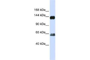Image no. 2 for anti-Rap Guanine Nucleotide Exchange Factor (GEF) 1 (RAPGEF1) (C-Term) antibody (ABIN2785868)