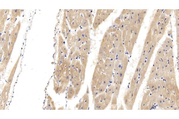Cardiac Troponin T2 antibody  (AA 1-295)