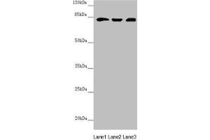 Western blot All lanes: HOOK2 antibody at 3.