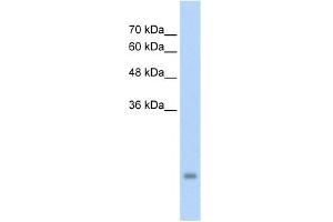 Image no. 2 for anti-Pregnancy Specific beta-1-Glycoprotein 3 (PSG3) (N-Term) antibody (ABIN2775484)