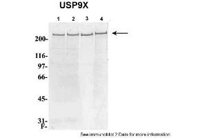 Image no. 1 for anti-Ubiquitin Specific Peptidase 9, X-Linked (USP9X) (C-Term) antibody (ABIN2788029)