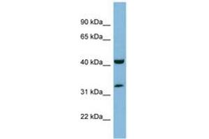 Image no. 1 for anti-MOK Protein Kinase (MOK) (AA 35-84) antibody (ABIN6741930)