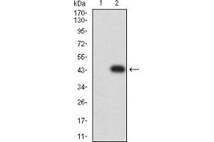 Image no. 5 for anti-Intercellular Adhesion Molecule 1 (ICAM1) (AA 28-163) antibody (ABIN5684112)