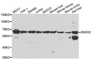 Image no. 1 for anti-Ecto-NOX Disulfide-Thiol Exchanger 2 (ENOX2) antibody (ABIN6140176)