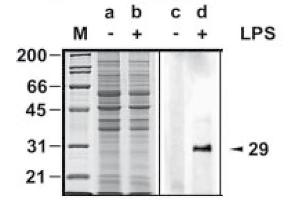 Western Blot analysis of MyD88 expression in response to LPS treatment.