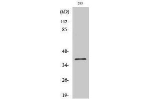 Image no. 1 for anti-COP9 Constitutive Photomorphogenic Homolog Subunit 5 (Arabidopsis) (COPS5) (Internal Region) antibody (ABIN3185252)