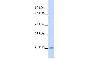 Image no. 1 for anti-Interferon, alpha 5 (IFNA5) (Middle Region) antibody (ABIN2785820)