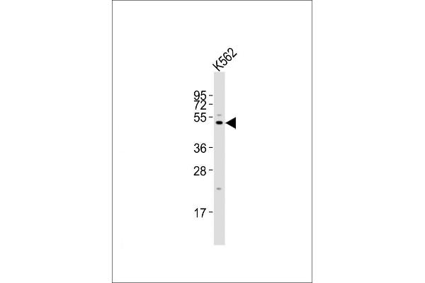 LAG3 antibody  (AA 103-132)