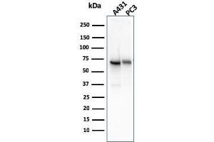 Image no. 1 for anti-5'-Nucleotidase, Ecto (CD73) (NT5E) antibody (ABIN6940229)