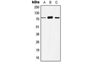 Image no. 3 for anti-Histone Deacetylase 10 (HDAC10) (N-Term) antibody (ABIN2707550)