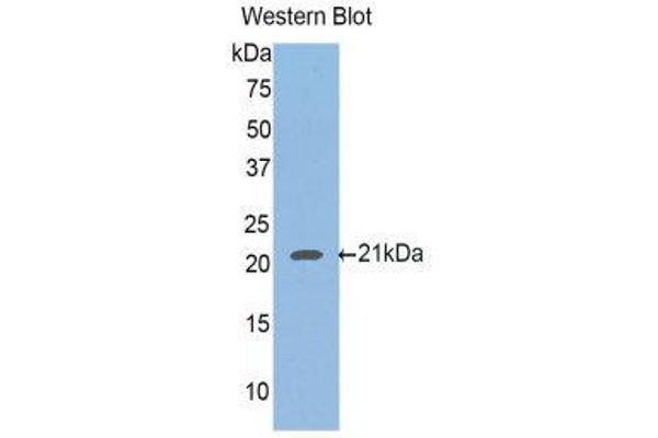 HFE2 antibody  (AA 234-416)