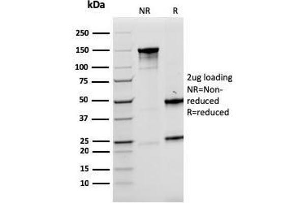 LMO2 anticorps  (AA 23-140)