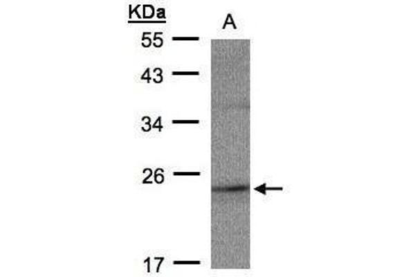 RAP2C anticorps  (full length)